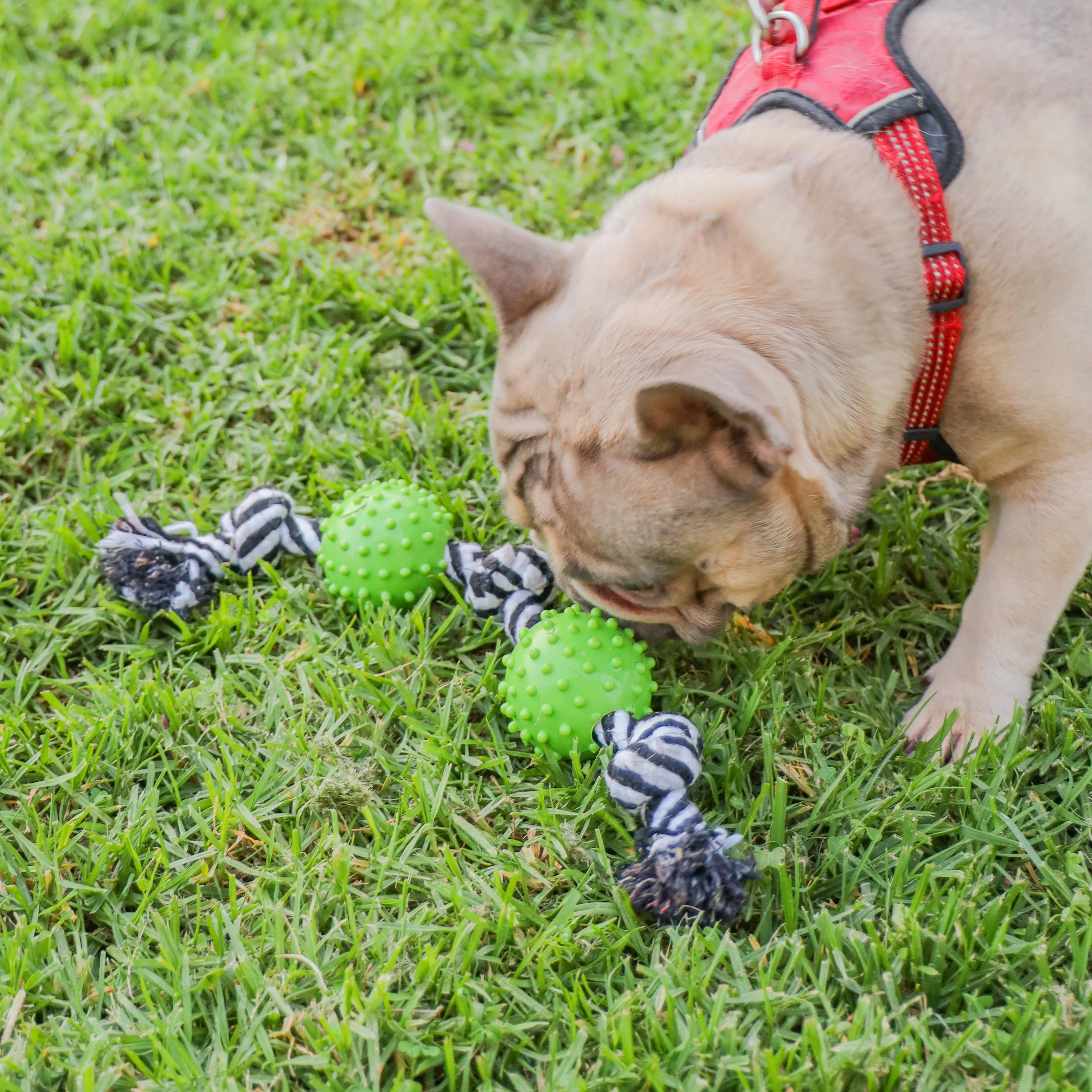 6 Piece Hemp Pet Toy Bundle Pack: Durable, Non-Toxic & Fun Dog Toys - Tough Rope & Squeaker Chew Toys for Safe, Healthy, and Happy Pets, Eco-Friendly & Mold-Resistant, Perfect for Chewers & Playtime, CE Certified Pet Toys