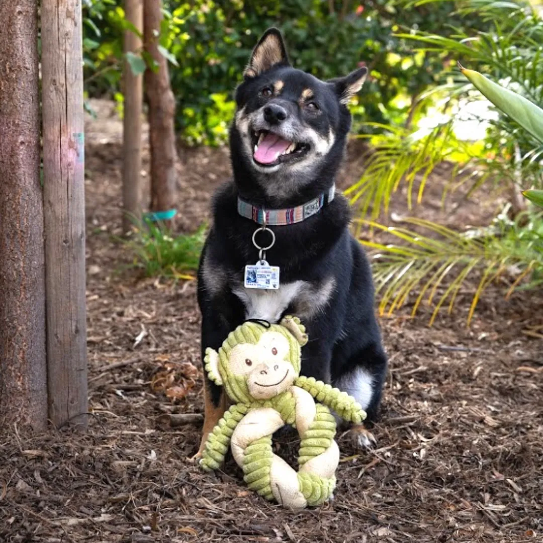 6 Piece Hemp Pet Toy Bundle Pack: Durable, Non-Toxic & Fun Dog Toys - Tough Rope & Squeaker Chew Toys for Safe, Healthy, and Happy Pets, Eco-Friendly & Mold-Resistant, Perfect for Chewers & Playtime, CE Certified Pet Toys