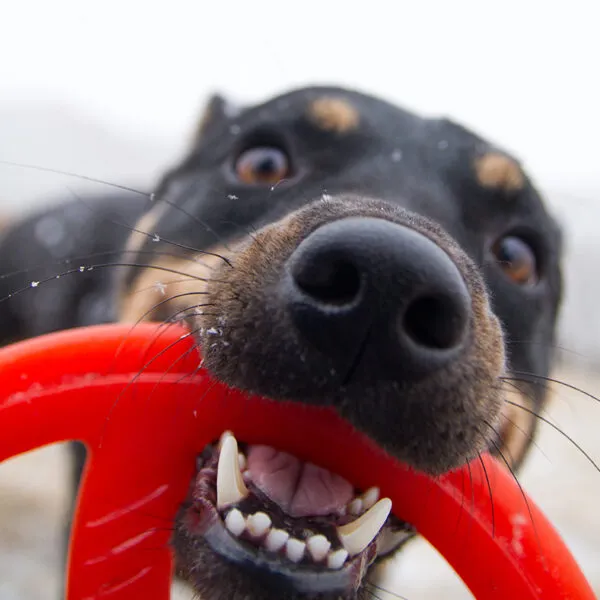 Bionic Toss-N-Tug Dog Toys