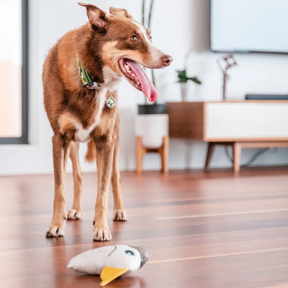 Durables Craig The Cockatoo Dog Toy