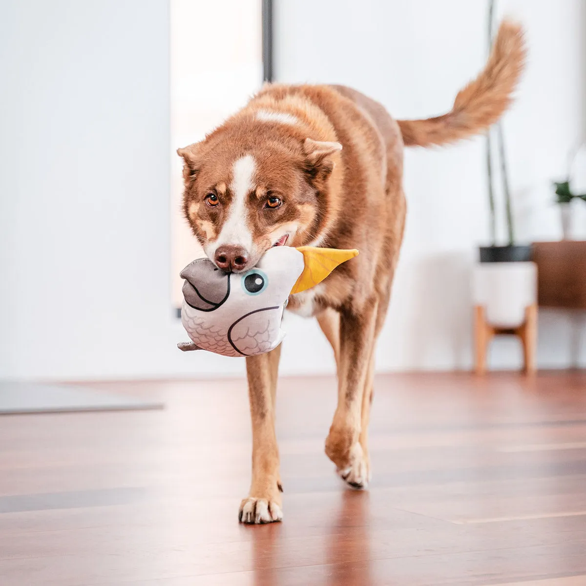 Durables Craig The Cockatoo Dog Toy