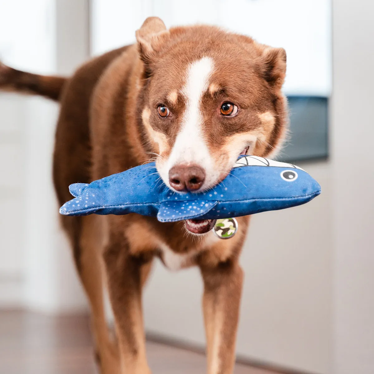 Durables Steve The Shark Dog Toy