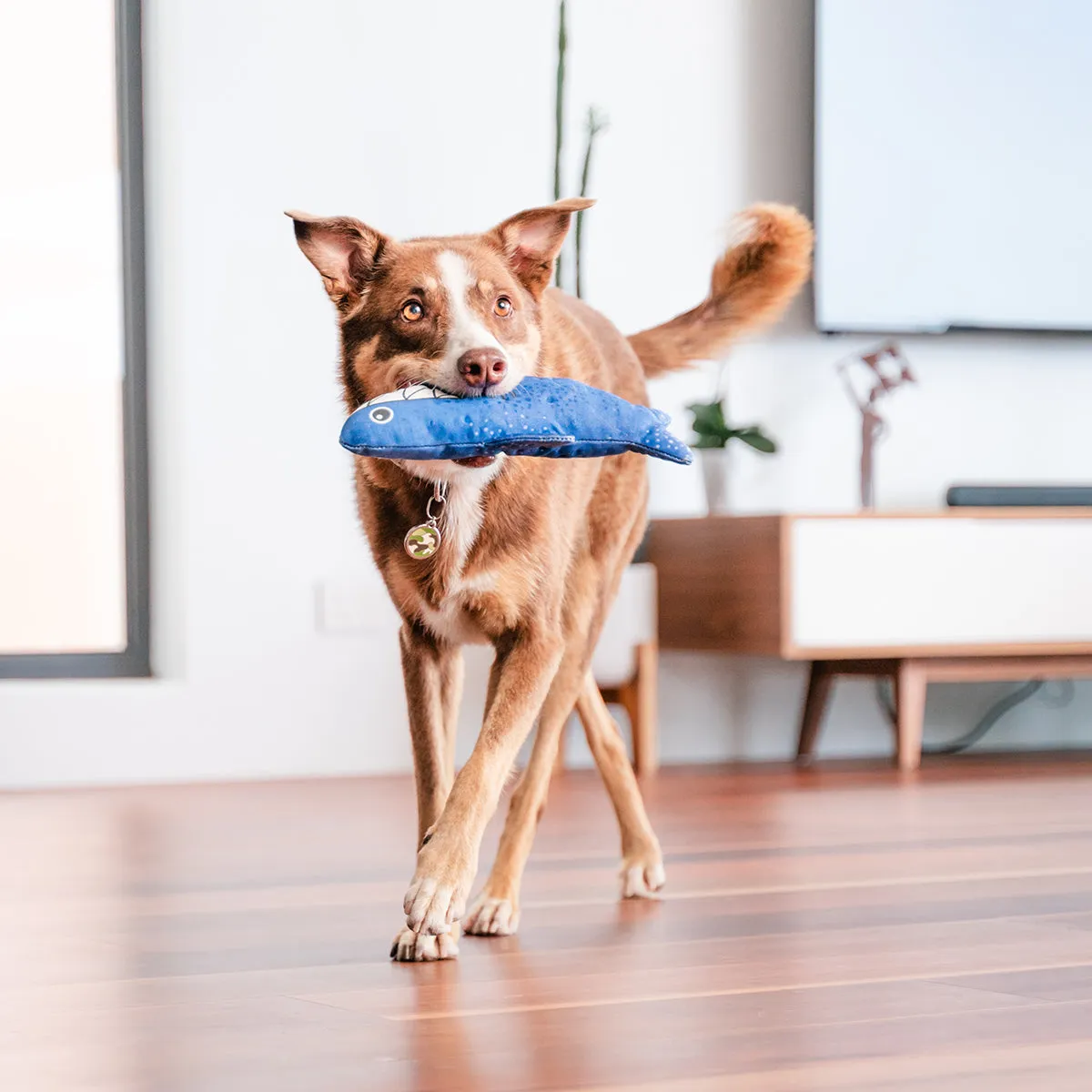 Durables Steve The Shark Dog Toy