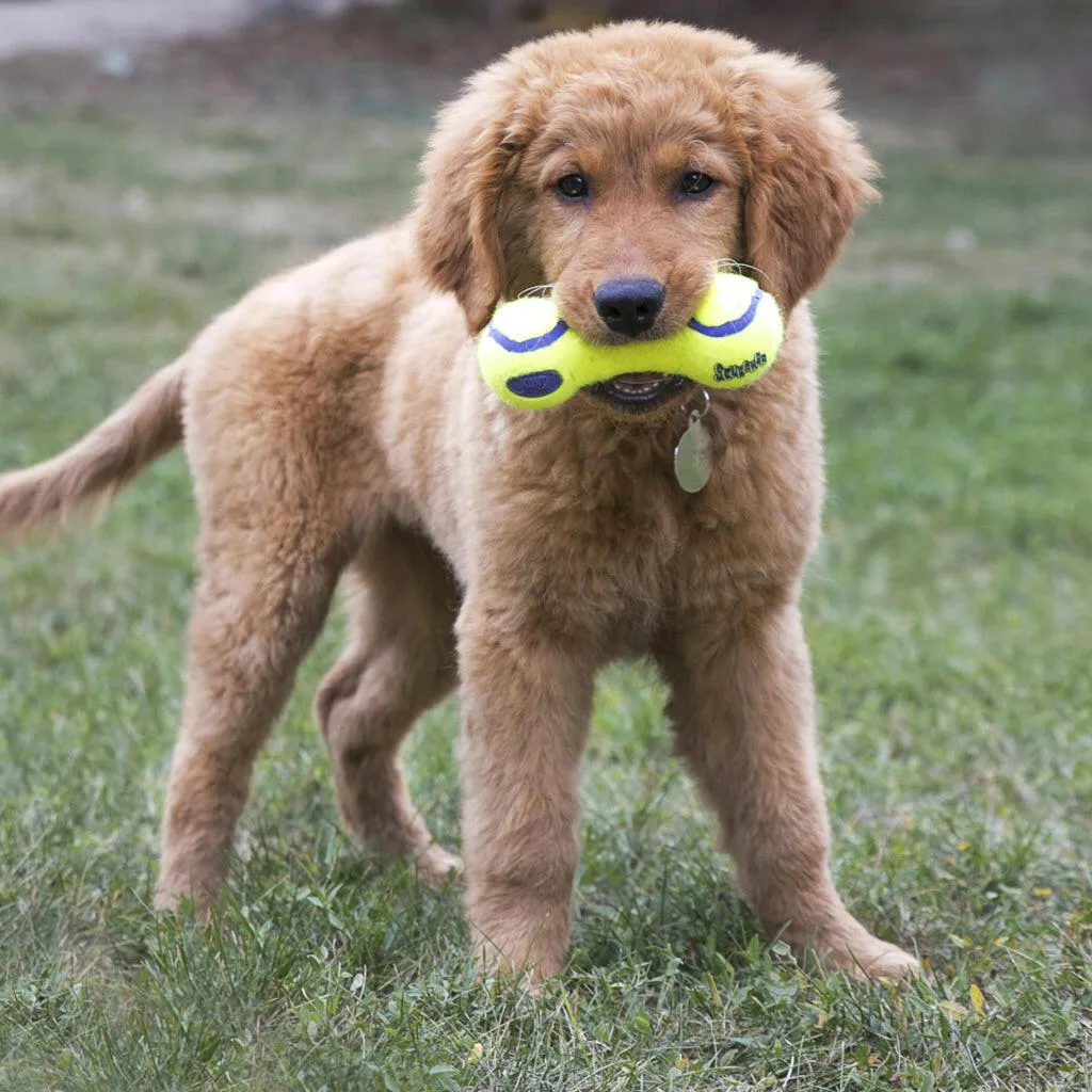 Kong AirDog Squeaker Dumbbell Dog Toy