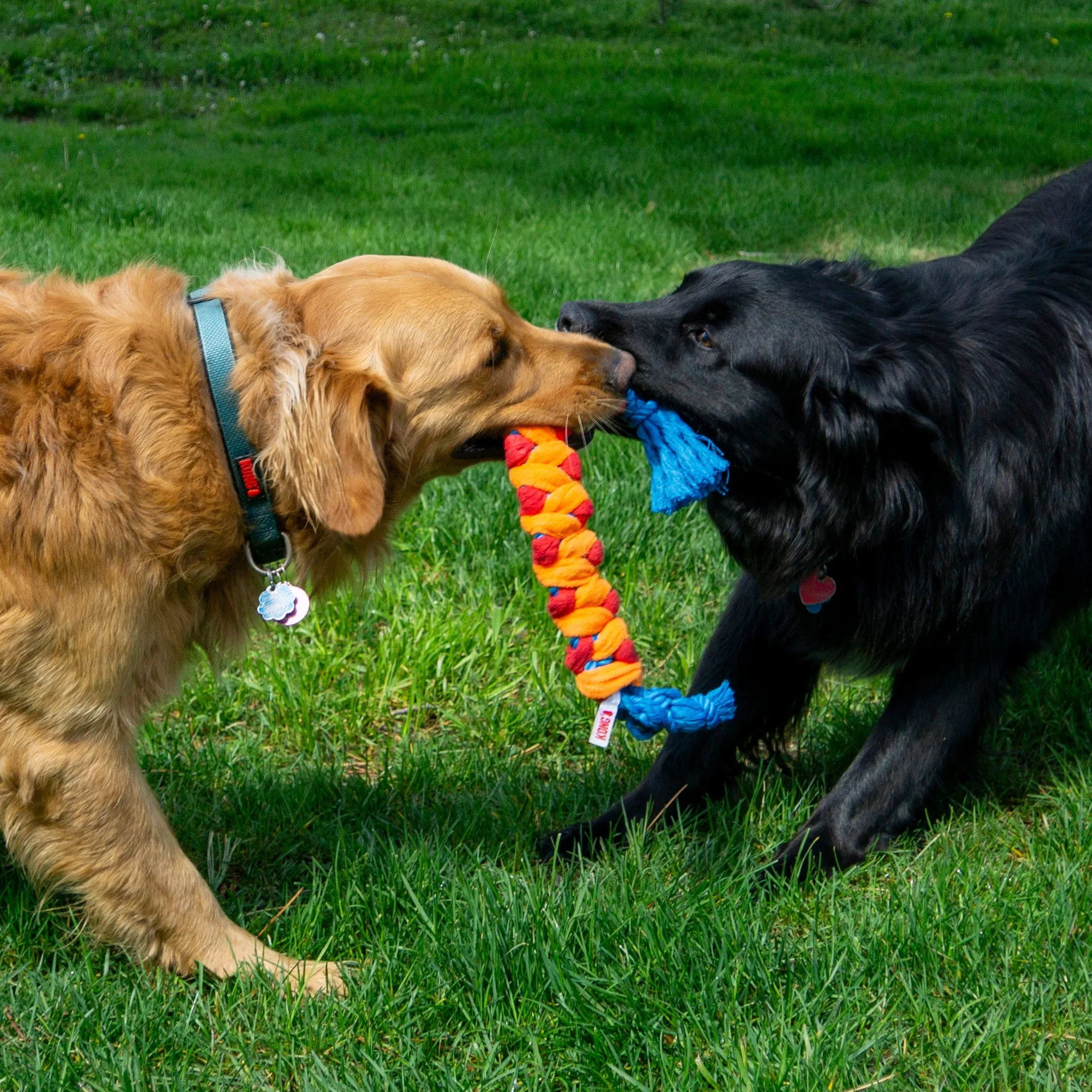 KONG Rope Rally Stick Dog Toy