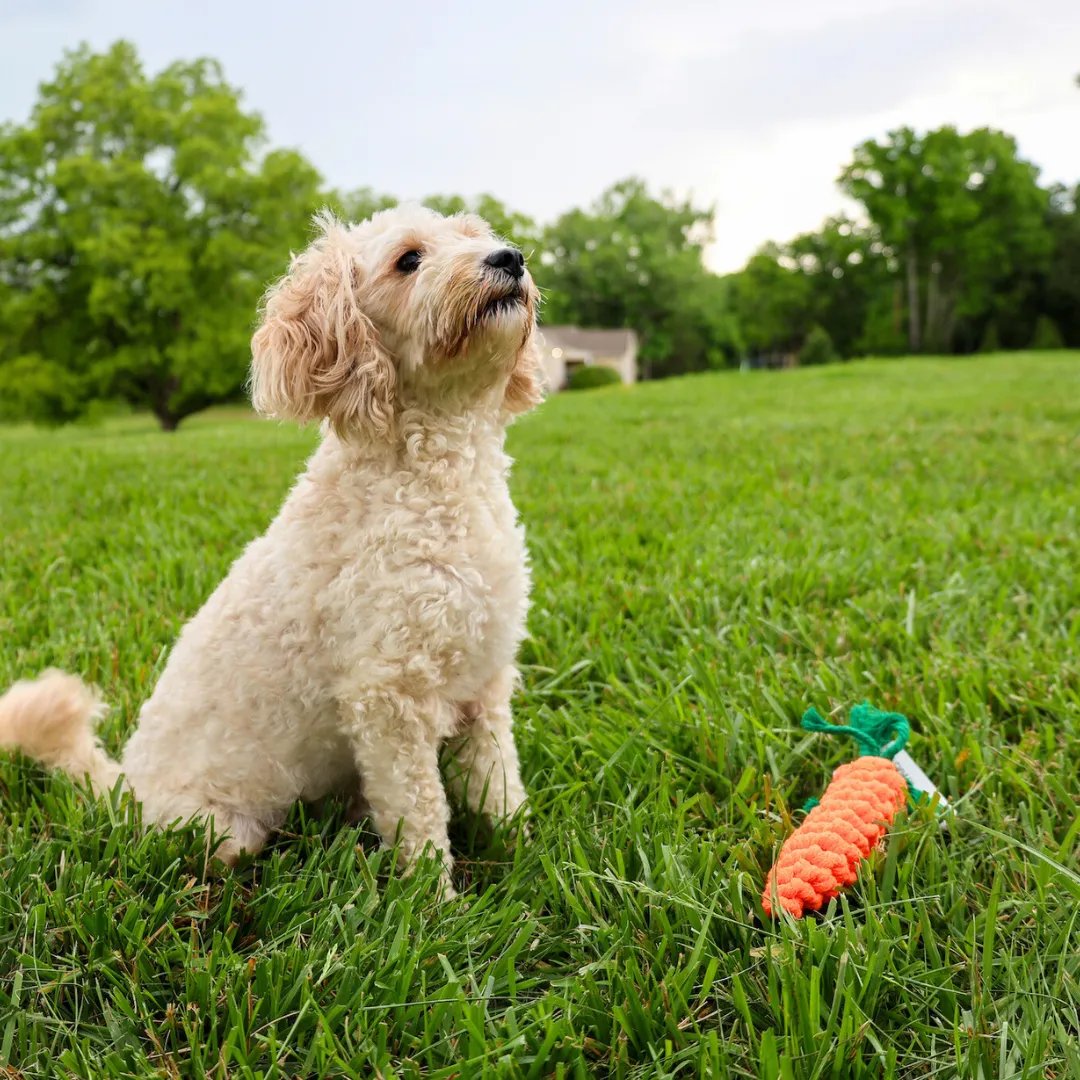 Palatable Carrot Rope Toys by Knotty Pawz