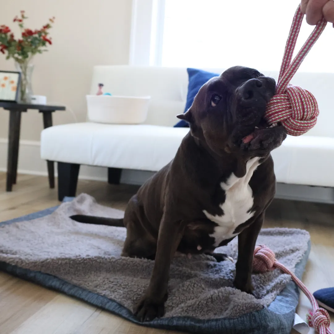 Rose Red Large Rope Tug Toys